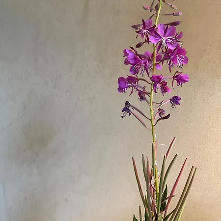 La Reverie De Thumel - 5*